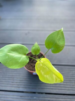 Monstera Triple Yellow
