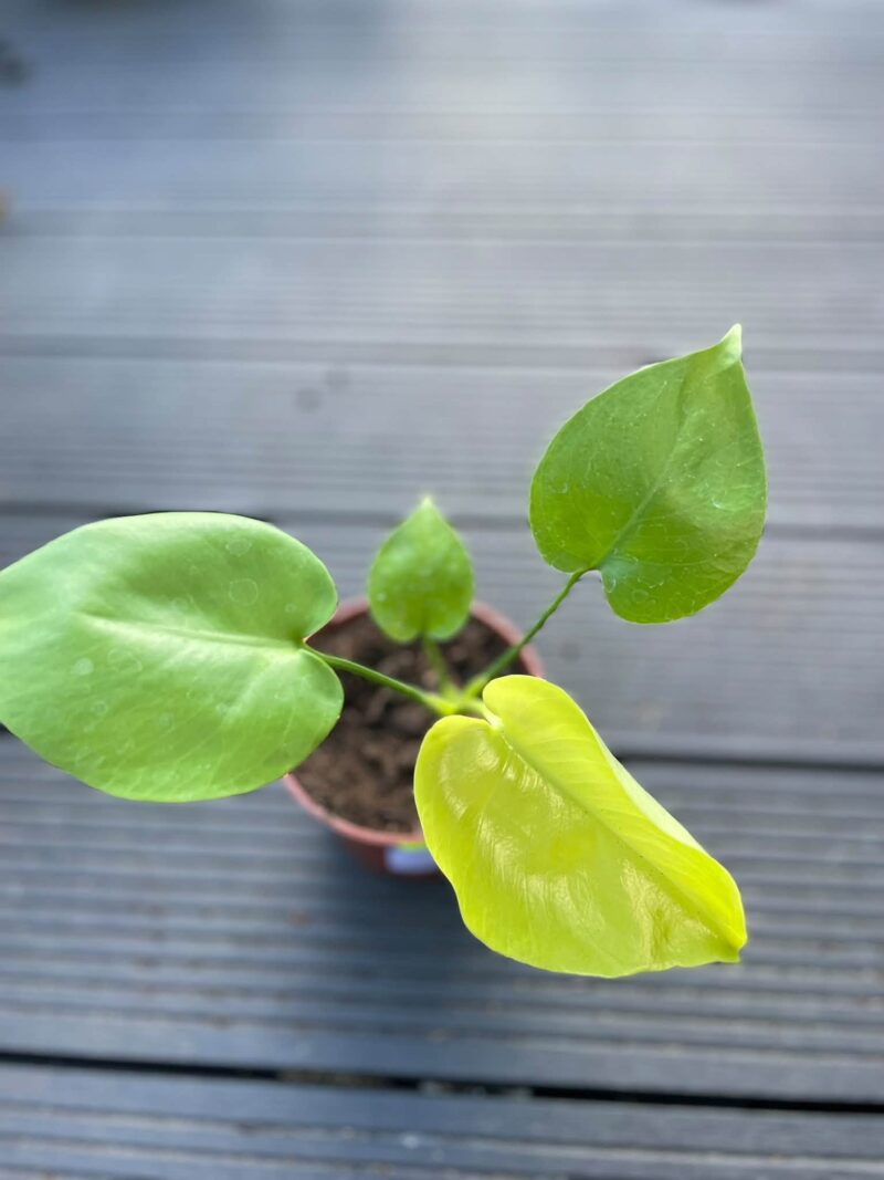 Monstera Triple Yellow