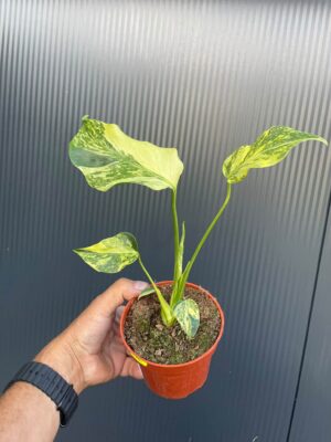 Monstera Electrolight