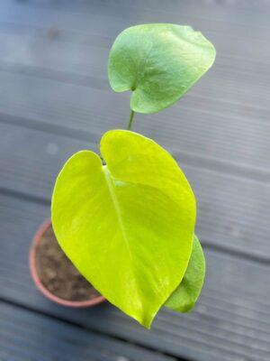 Monstera Triple Yellow