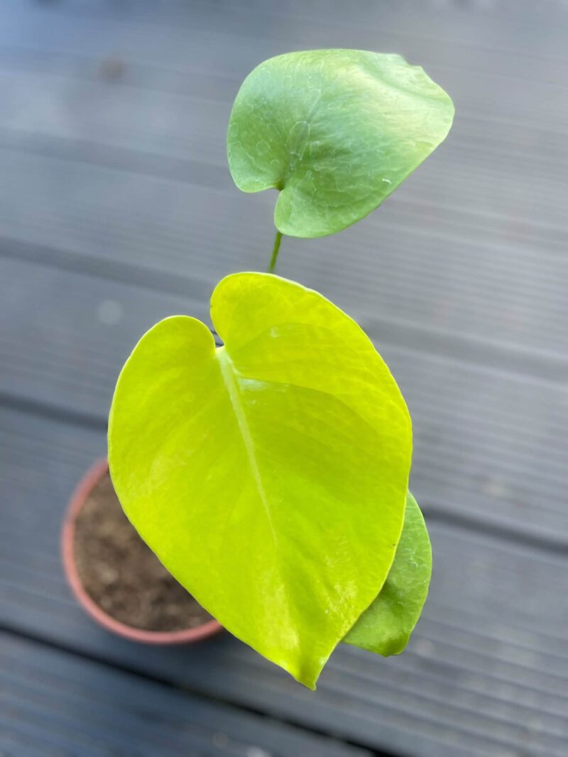 Monstera Triple Yellow