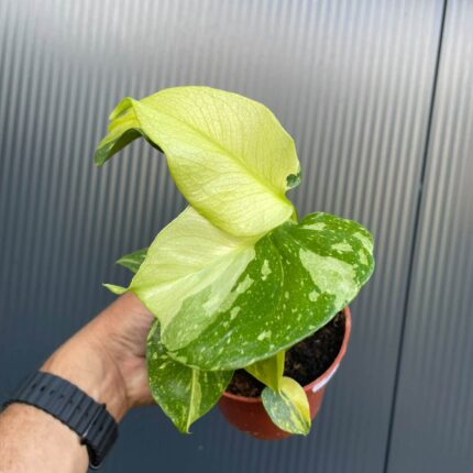 Monstera Electrolight