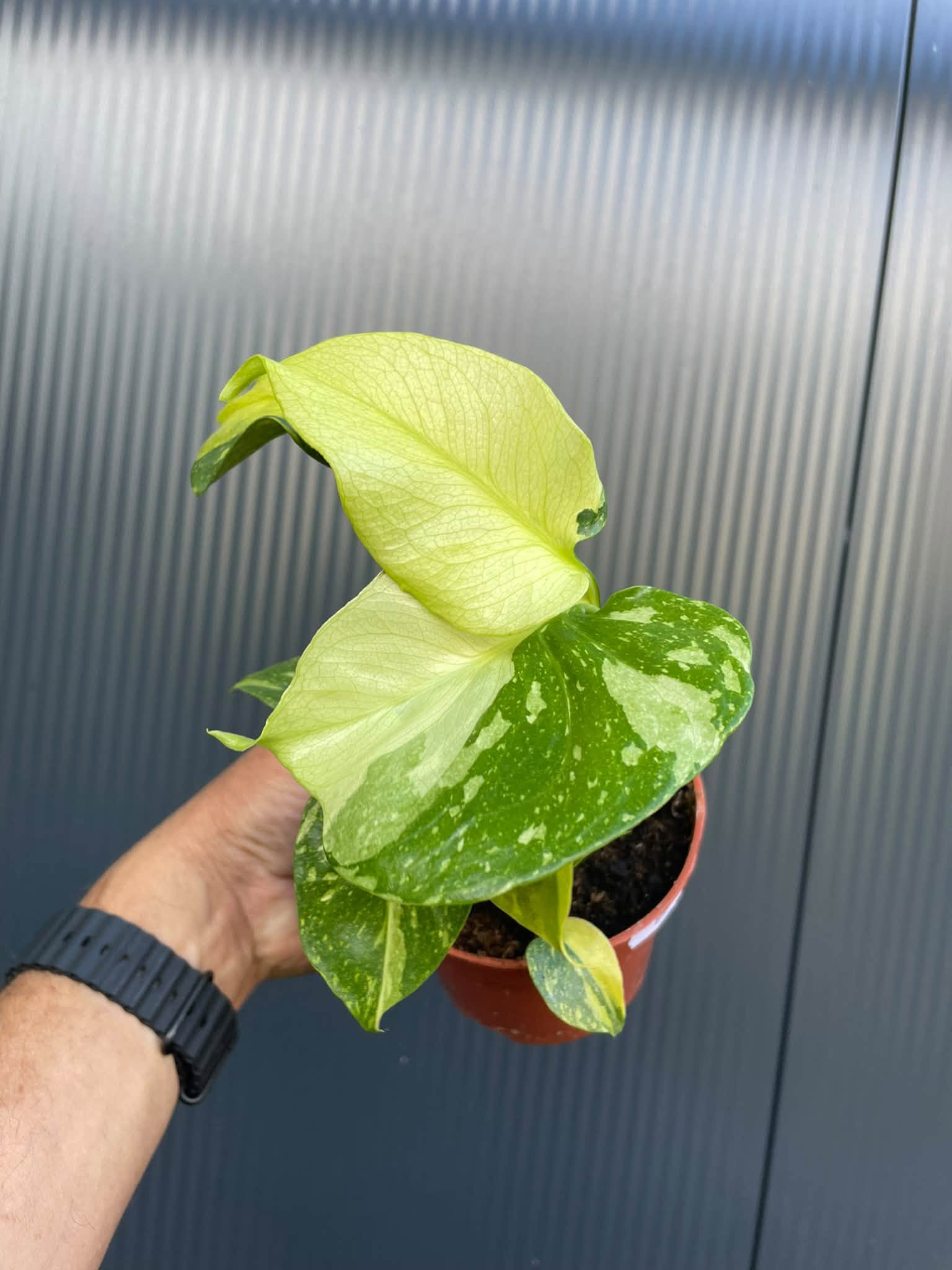 Monstera Electrolight