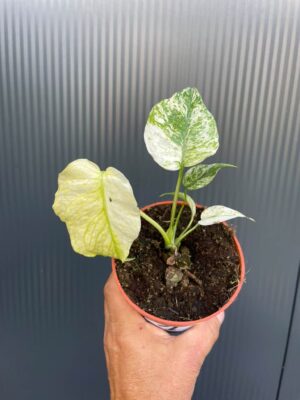 Monstera White Monster (Mint)