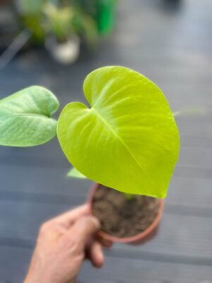 Monstera Triple Yellow