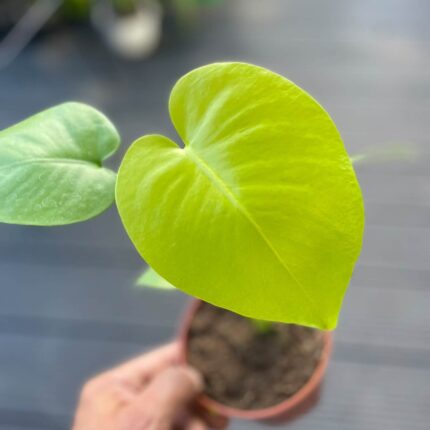 Monstera Triple Yellow