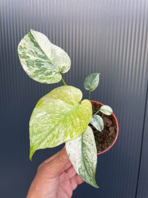 Monstera White Monster (Mint)