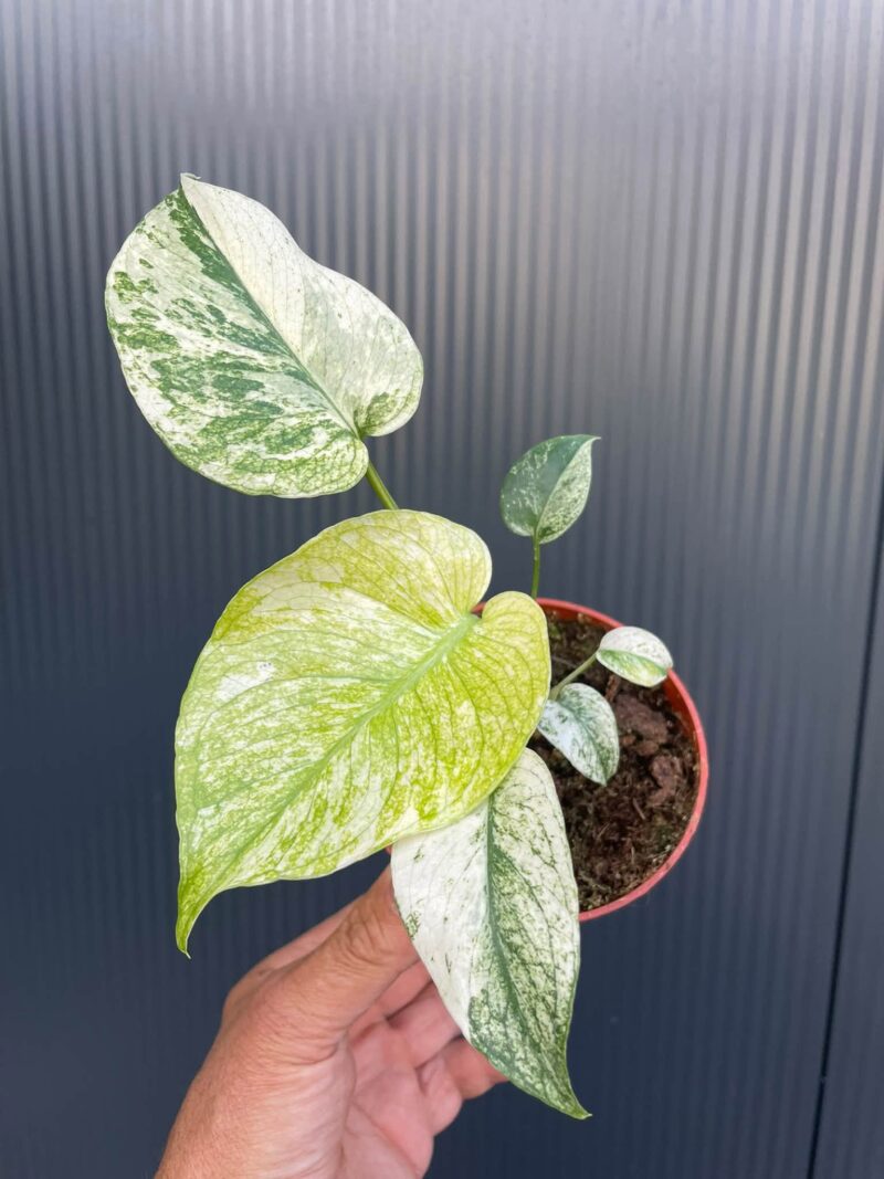 Monstera White Monster (Mint)