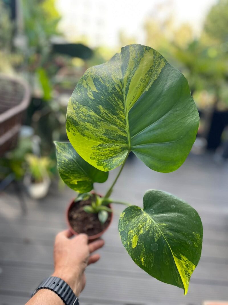 Monstera Aurea Marmorata