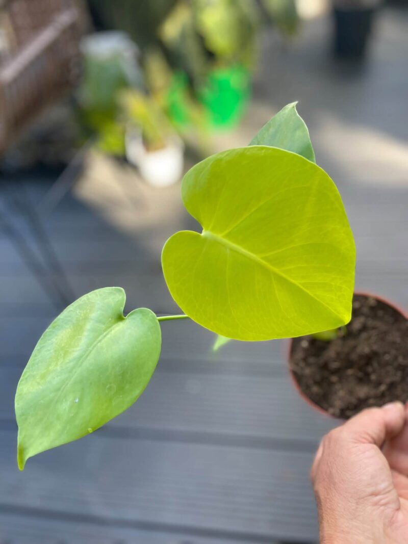 Monstera Triple Yellow