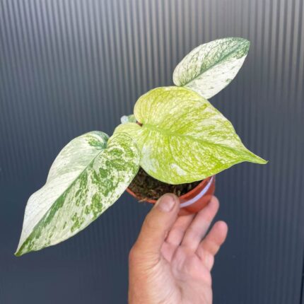 Monstera White Monster (Mint)