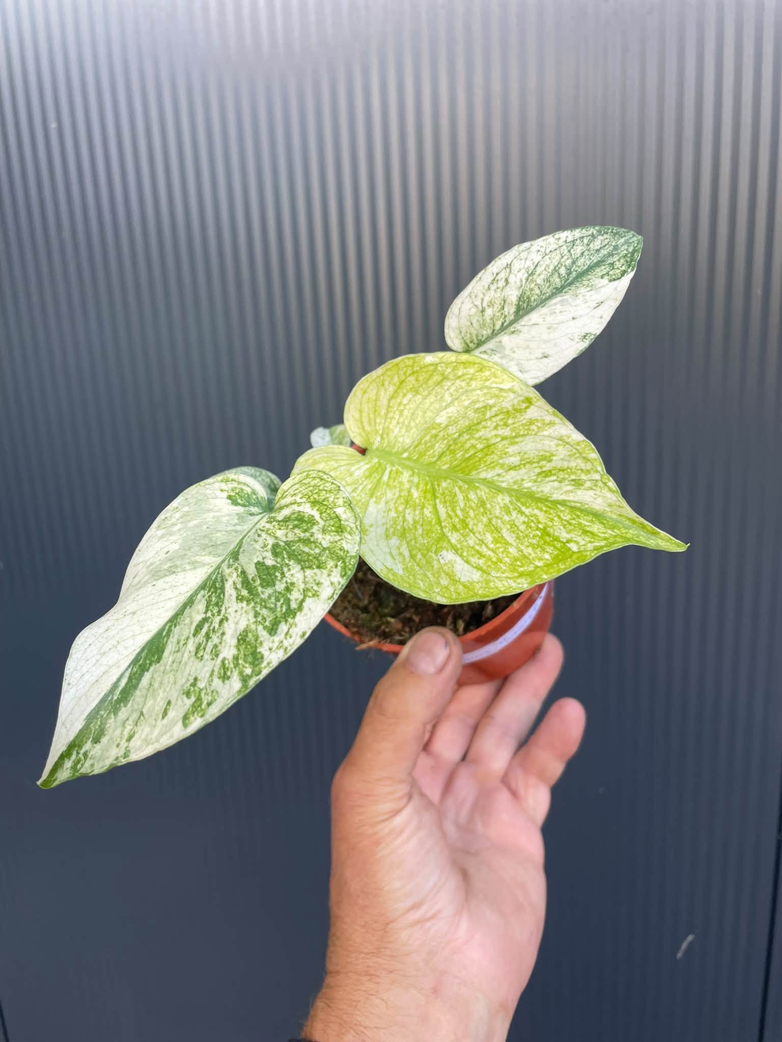 Monstera White (Mint)