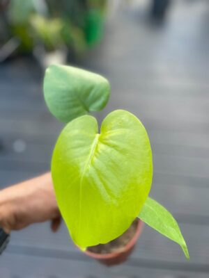 Monstera Triple Yellow