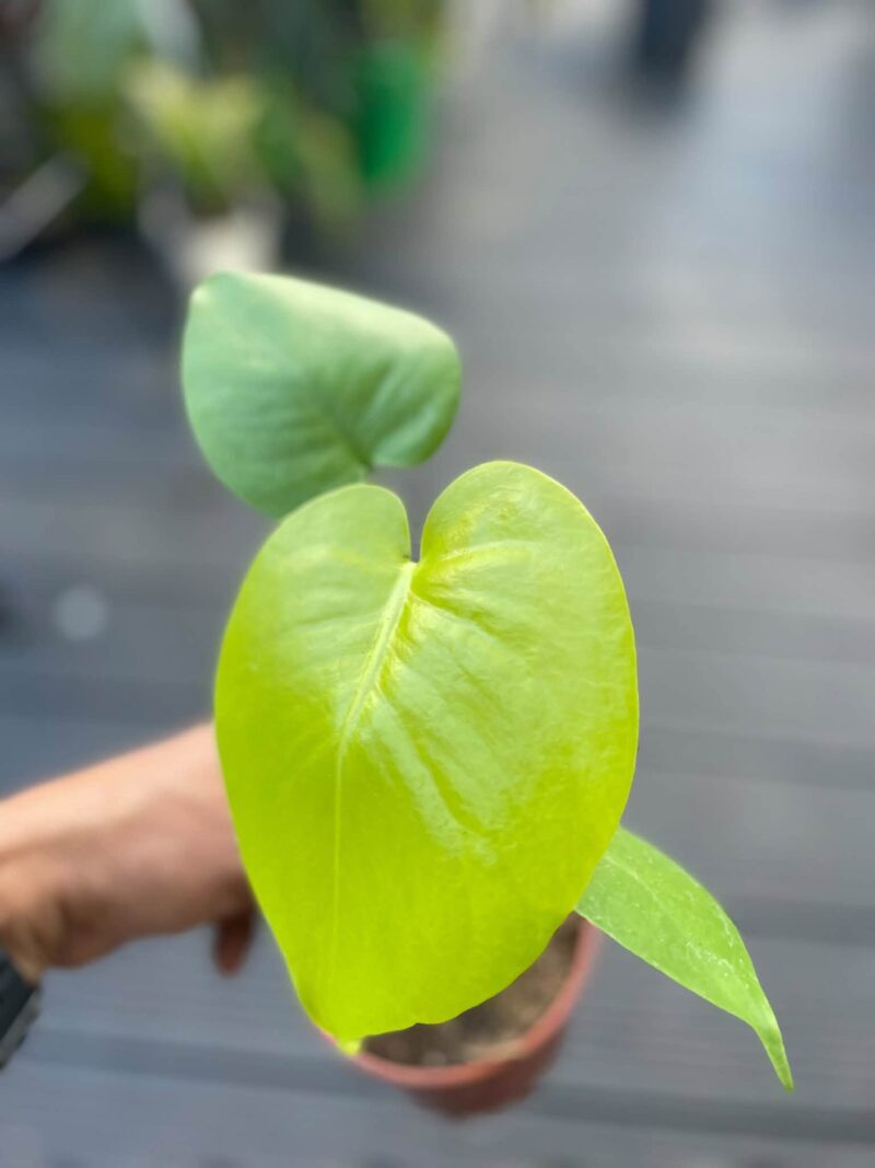 Monstera Triple Yellow