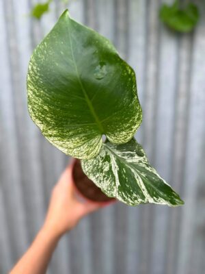 Monstera Devil Monster