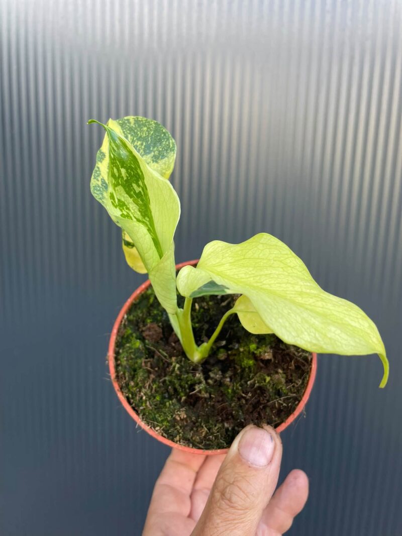 Monstera Electrolight