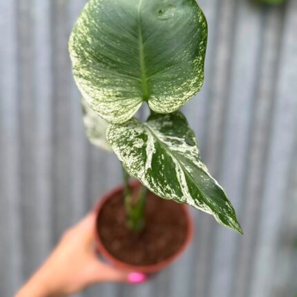 Monstera Devil Monster