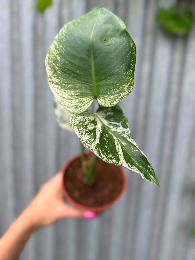 Monstera Devil Monster