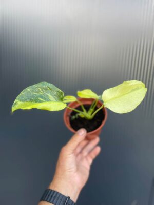 Monstera Electrolight