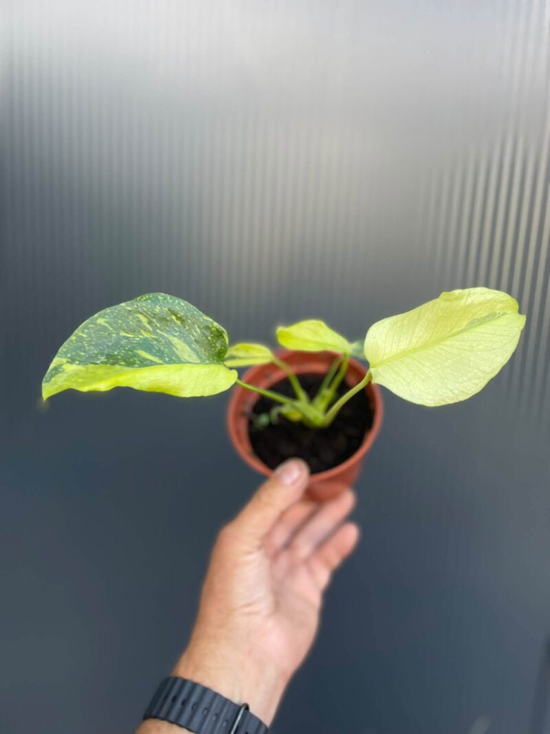 Monstera Electrolight