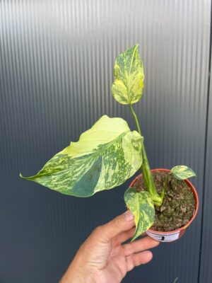 Monstera Electrolight