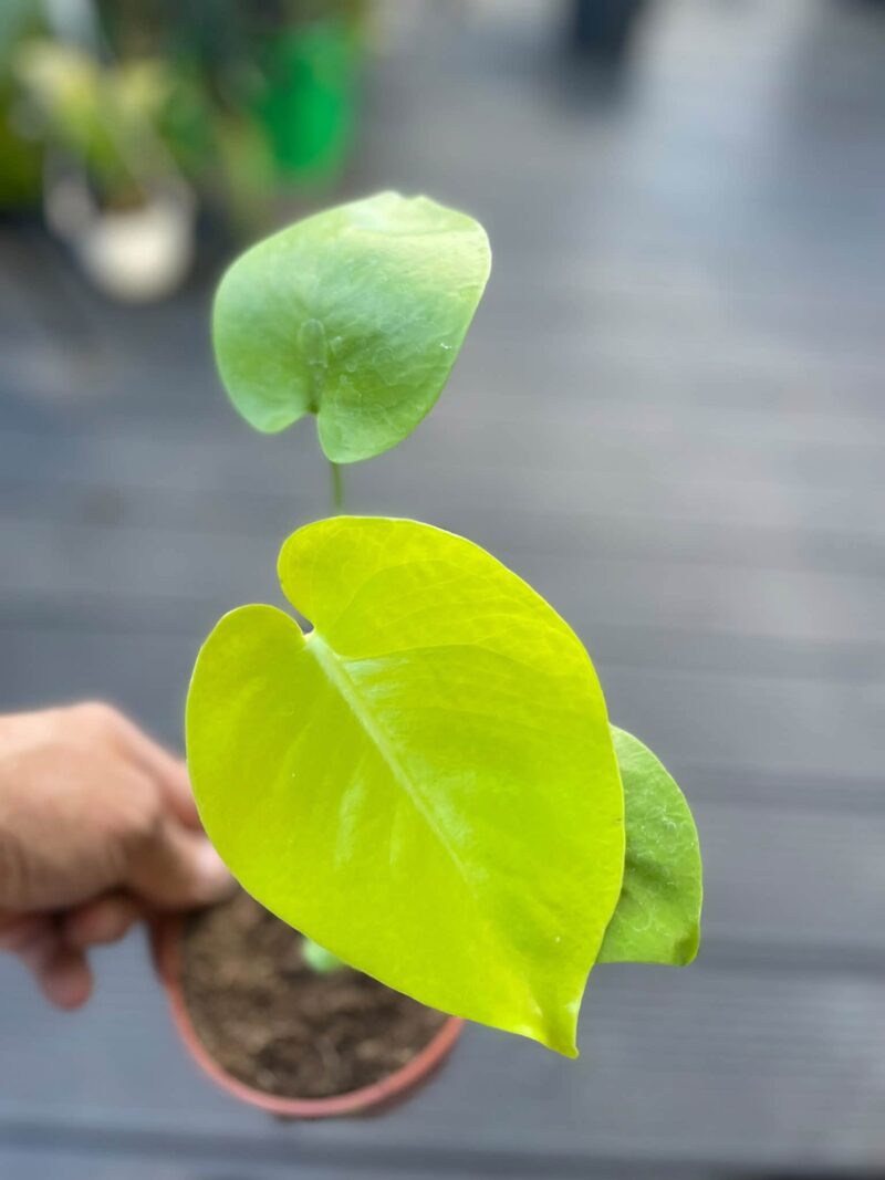 Monstera Triple Yellow