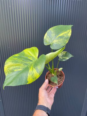 Monstera Aurea Marmorata