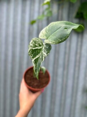 Monstera Devil Monster
