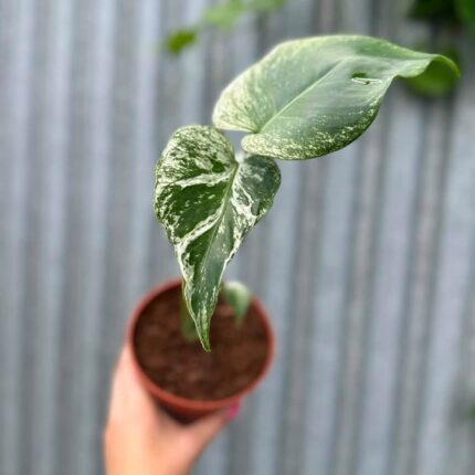 Monstera Devil Monster