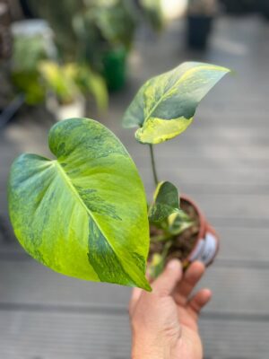 Monstera Aurea Marmorata