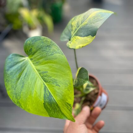 Monstera Aurea Marmorata