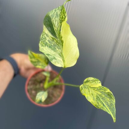Monstera Electrolight