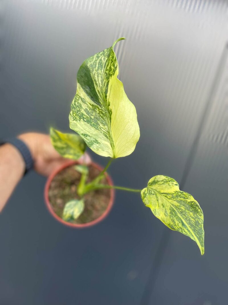 Monstera Electrolight