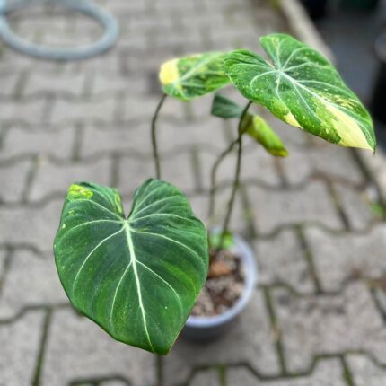 Philodendron Gloriosum Tricolor Variegata (nr 7435)