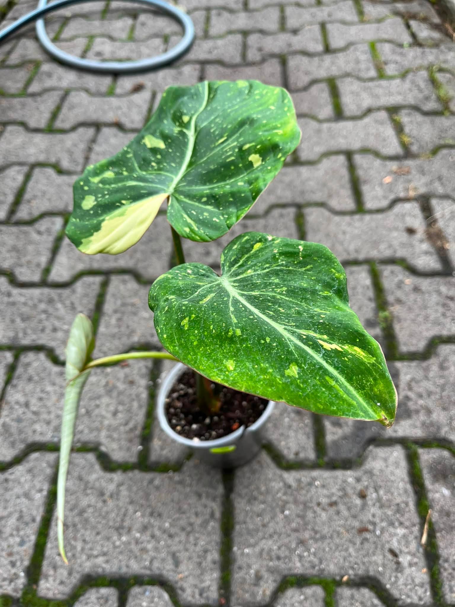 Philodendron Gloriosum Tricolor Variegata (nr 7432)