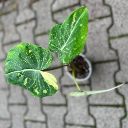 Philodendron Gloriosum Tricolor Variegata (nr 7432)