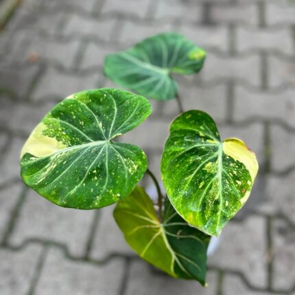 Philodendron Gloriosum Tricolor Variegata (nr 7435)