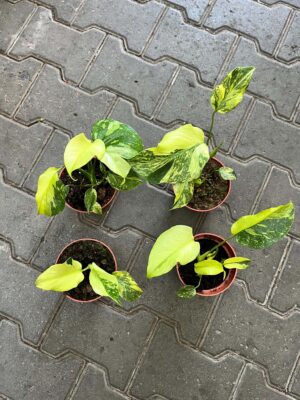 Monstera Electrolight