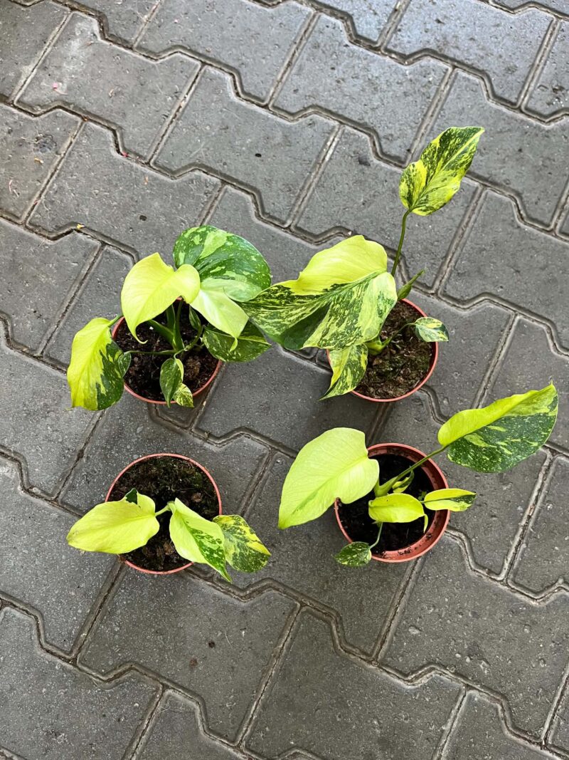 Monstera Electrolight