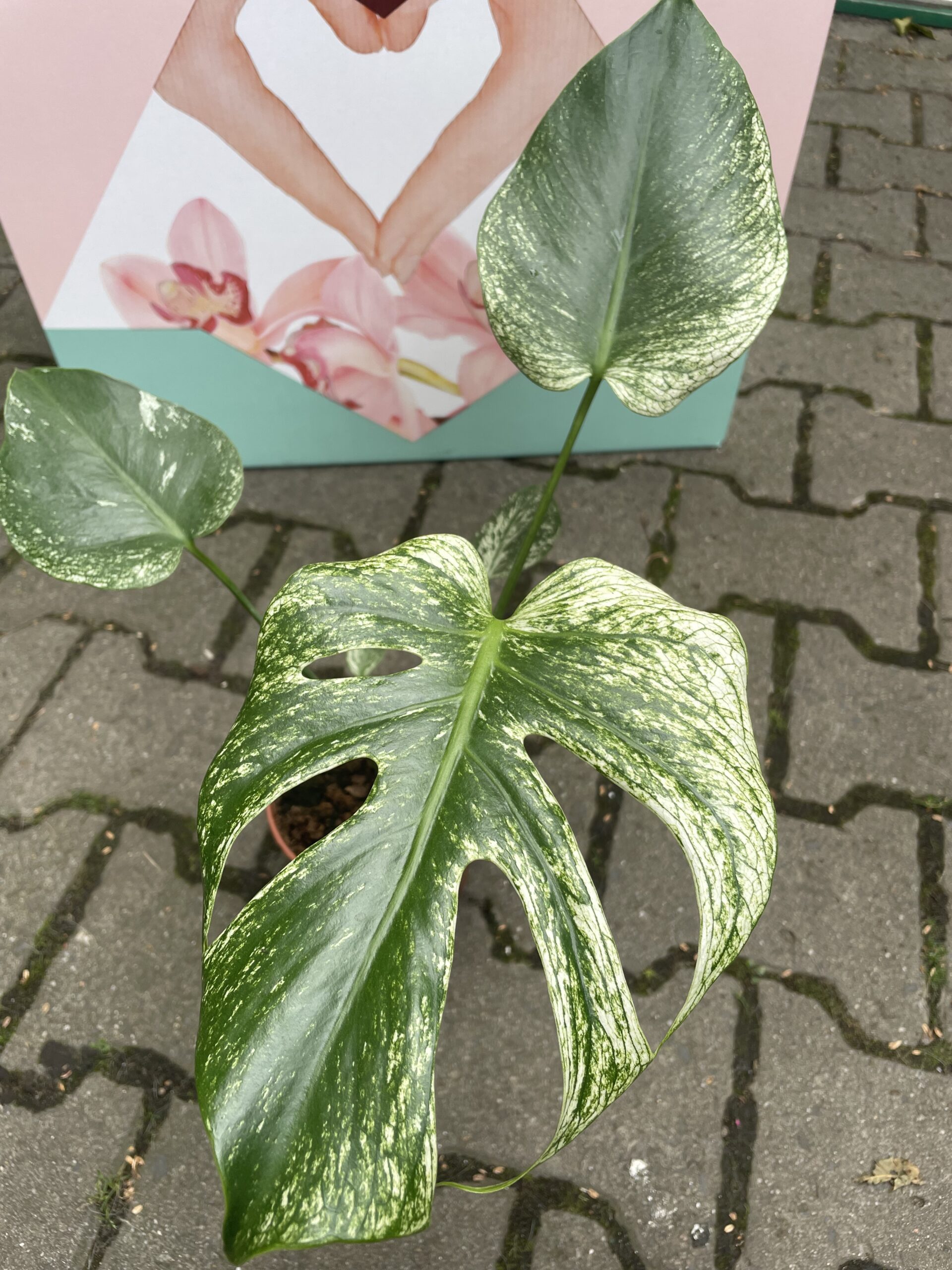 Monstera Devil Monster