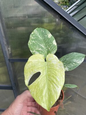 Monstera White Monster (Mint)
