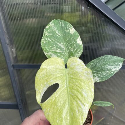Monstera White Monster (Mint)