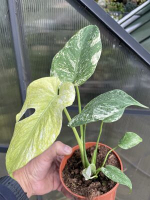 Monstera White Monster (Mint)
