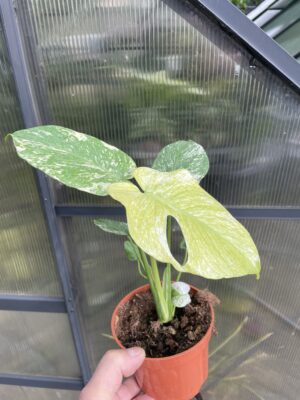 Monstera White Monster (Mint)