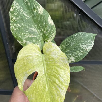 Monstera White Monster (Mint)