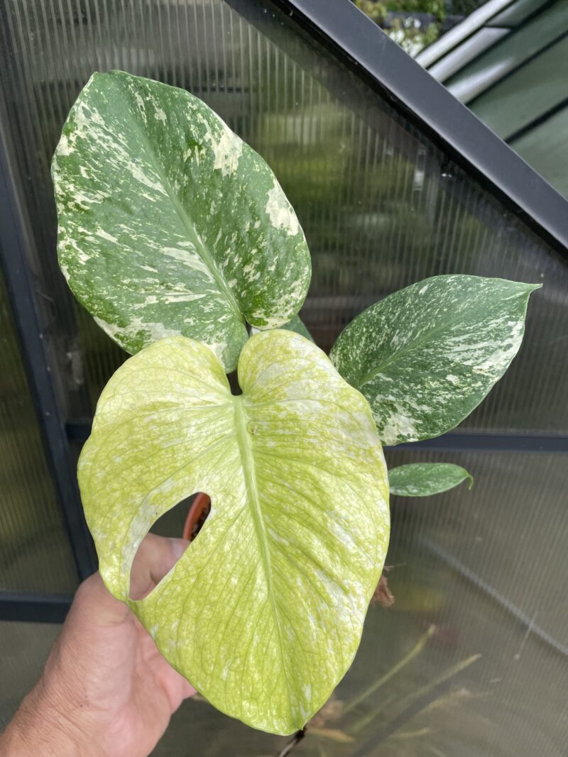 Monstera White Monster (Mint) Monstera White Monster (Mint)