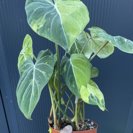 Philodendron Gloriosum Tricolor Variegata (nr 7432)