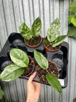 Hoya Coriacea Silver