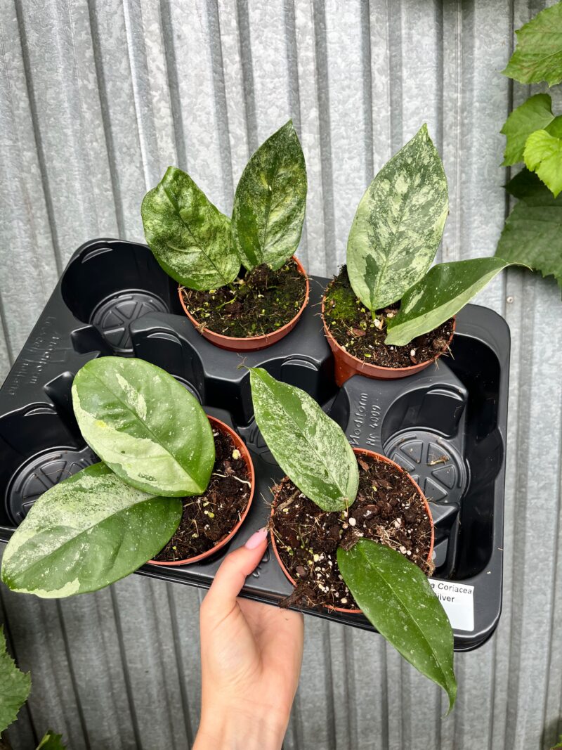 Hoya Coriacea Silver