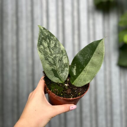 Hoya Coriacea Silver